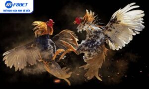 Đá gà cựa sắt – Trải nghiệm mãnh liệt không thể bỏ lỡ